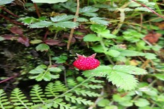 Fragaria nubicola